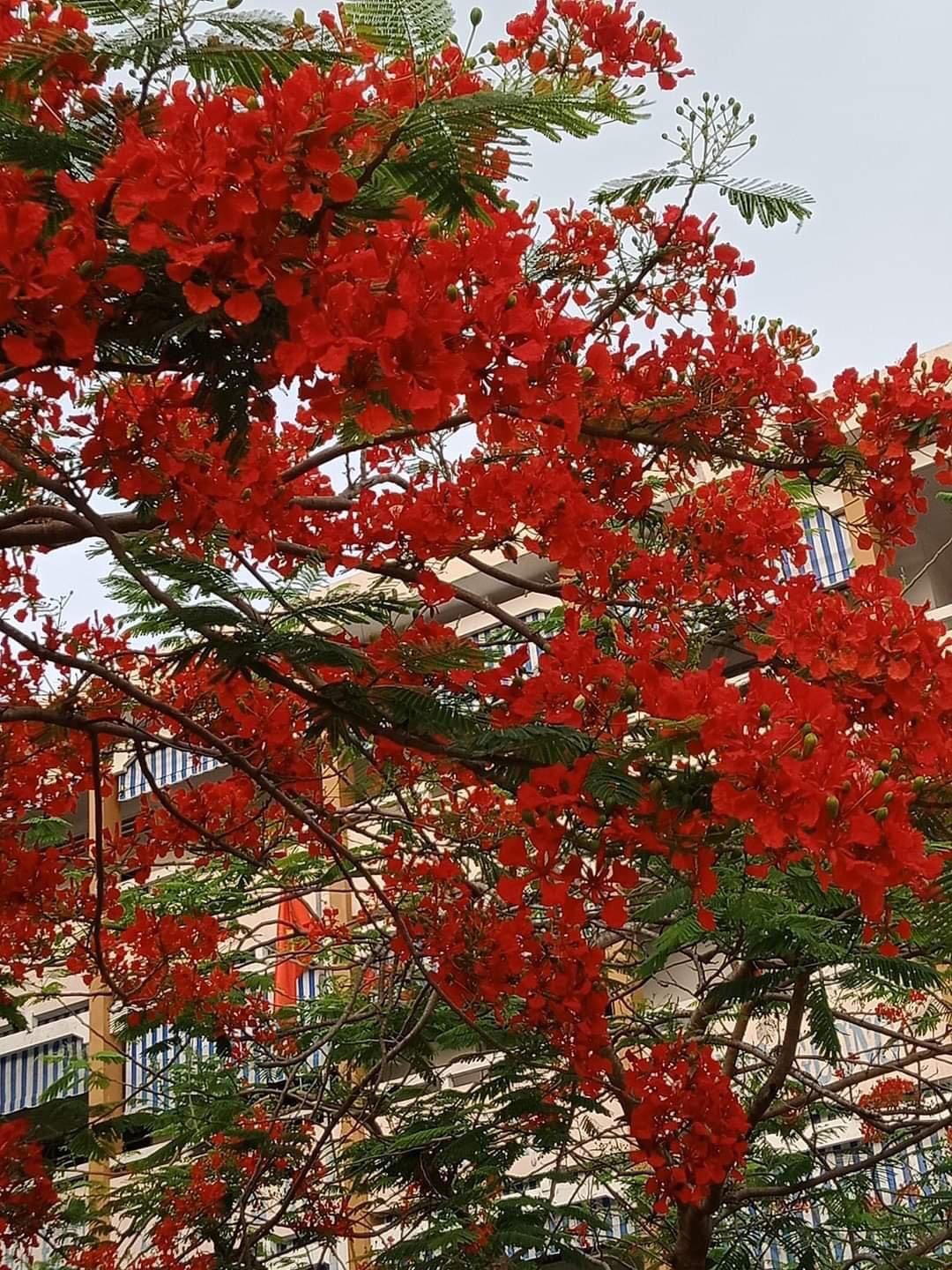 Ghang nhanh dù đang dịch bệnh số tốt nên mua Ghang nhanh dù đang dịch bệnh số tốt nên mua