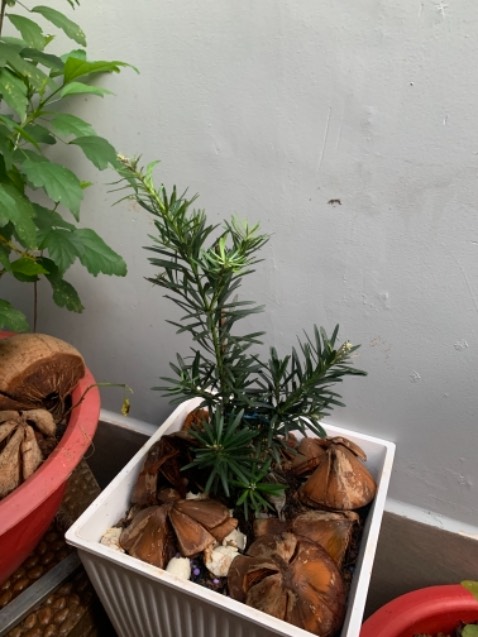 Mua trồng nay được 2 tuần rồi, lúc mới cây nhỏ xíu ốm yếu dễ thương nhưng nay thì bắt đầu lớn và đẹp lắm, cảm ơn nhà vườn ươm rất tốt đang muốn mua thêm 1 cây nữa nhưng nhà chật.