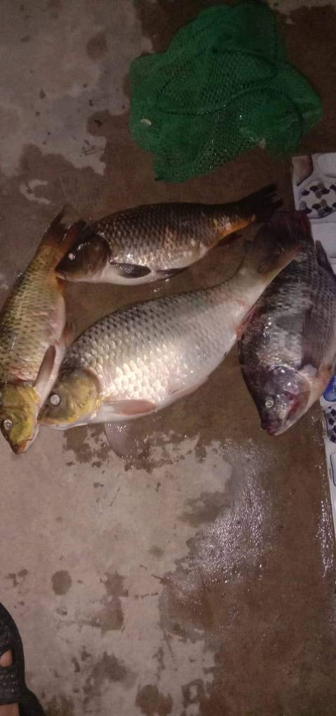 đẹp , giao nhanh, rất đẹp hàng gói cẩn thận