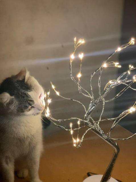 Đep lắm nha Mn, nên mua để trang trí rất là ưng