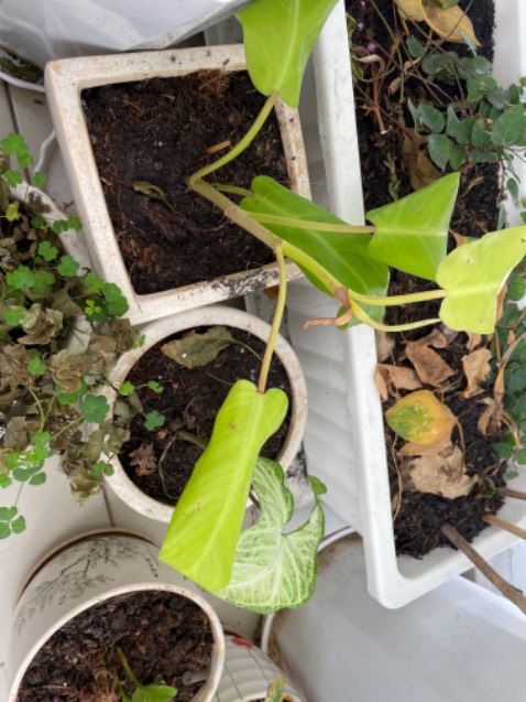 4 cây chết hết 2 cây. Nhờ shop đổi, shop tra lời không biết trồng, rồi còn trả lời muốn gì. Chán.