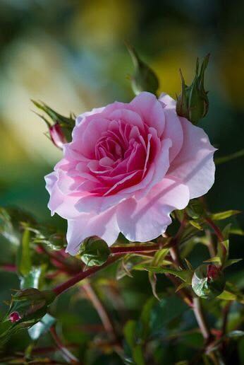 Hàng chất lượng tốt như quảng cáo, giao hàng nhanh Hàng chất lượng tốt như quảng cáo, giao hàng nhanh