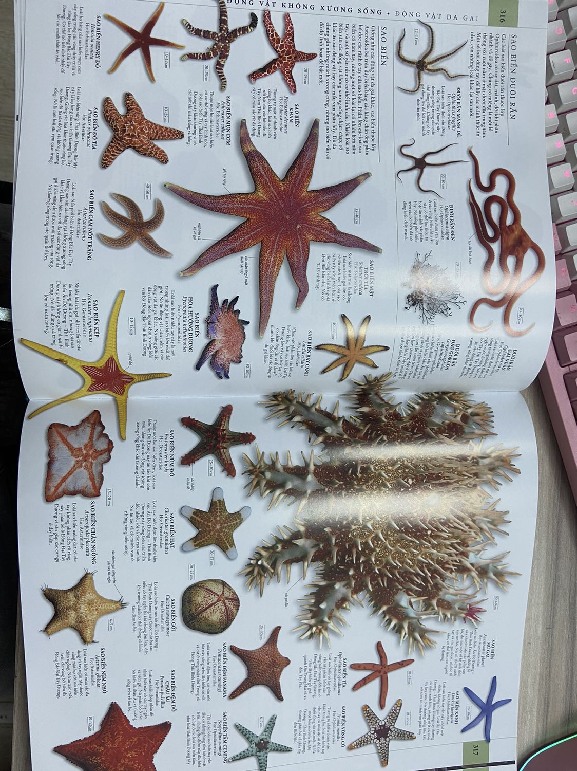 Cuốn bách khoa này thật sự hữu ích cho mọi lứa tuổi. Hình ảnh đẹp, sắc nét trực quan. Cung cấp rất nhiều kiến thức từ tự nhiên, thực vật, động vật những kiến thức nền tảng. Cuốn này ba mẹ có thể cùng xem với con vào mỗi buổi tối cuối tuần thì thật sự tuyệt vời. Vừa có thêm kiến thức cho cả phụ huynh lẫn trẻ nhỏ vừa có không gian để cha mẹ vui chơi bên con cái. Mình canh sale được giá cực kỳ tốt nên hốt liền. Thật sự rất hữu ích, chúc mọi người có thêm nhiều kiến thức và thư giản với những thông tin cùng hình ảnh thú vị