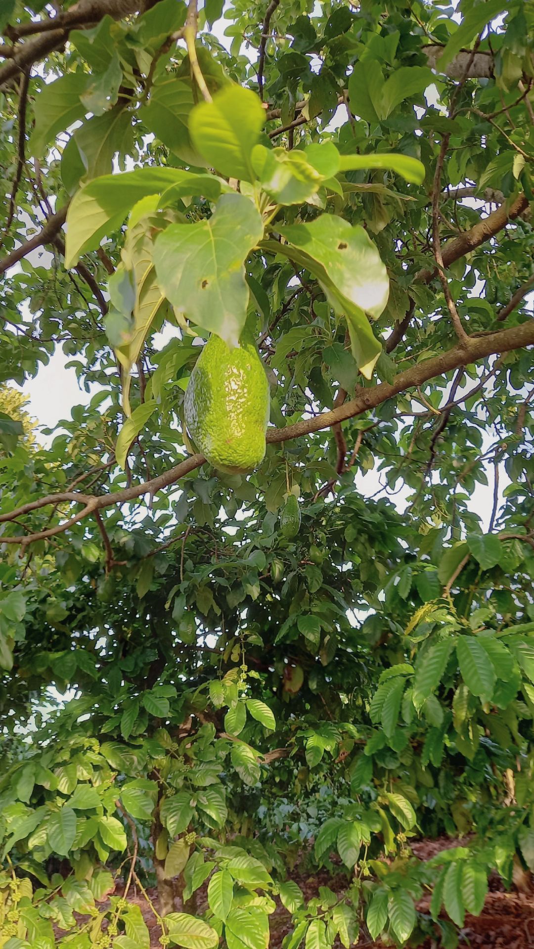 sách tốt, hiệu quả lắm ạ, nhưng mà mẹ em nhận ở nhà, còn em đang ở ngoại 🥲🥲🥲