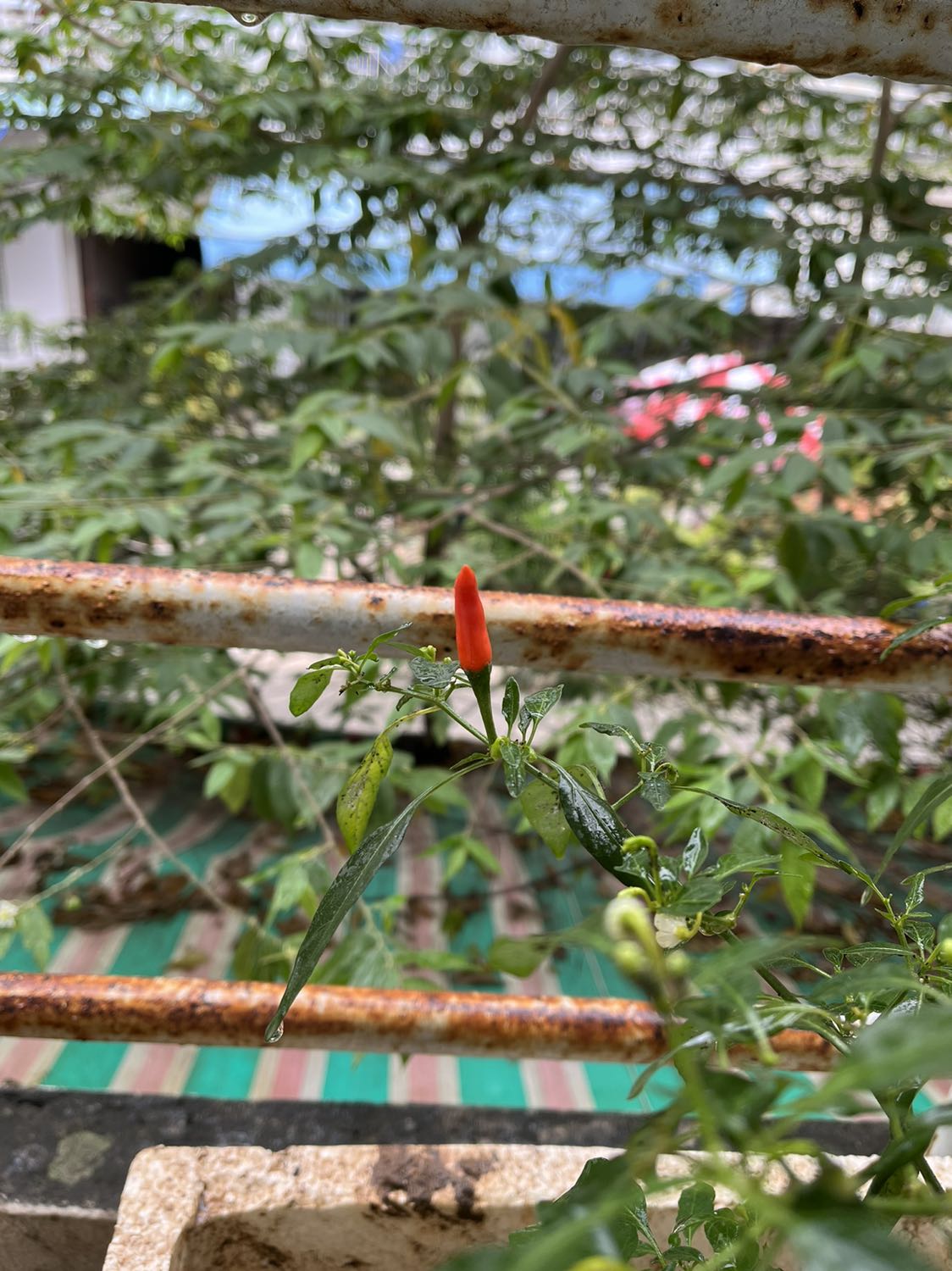 Máy rẻ với hầu hết các đại lý cung cấp hiện tại. Máy hoàn toàn chính hãng có dán tem bảo hành đầy đủ