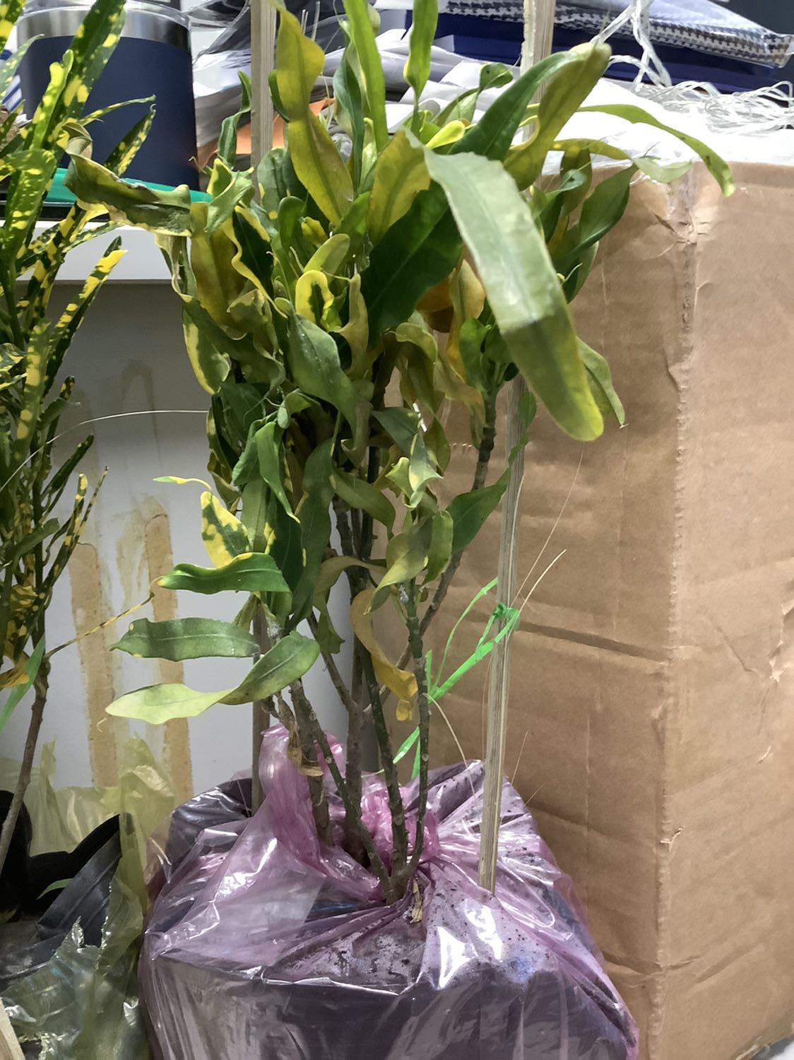 Lá khô héo hết trơn, kiến bu đầy cây