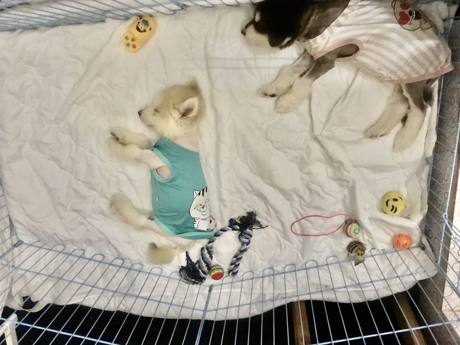 Rat Hai long.co dieu giao hàng lau qua.
*** của mih là Alaska Rat Hai long.co dieu giao hàng lau qua.
*** của mih là Alaska