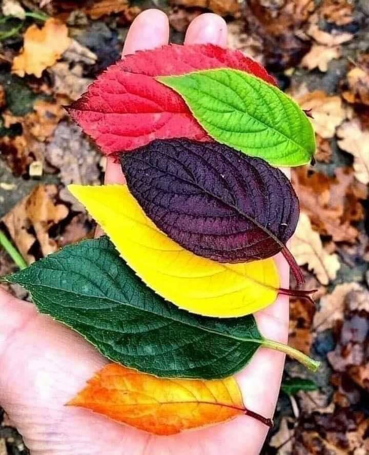 Sp đẹp. Đóng gói cẩn thận.