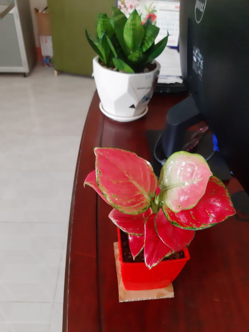 cây đẹp hơi nhỏ chút, nhưng rất oke