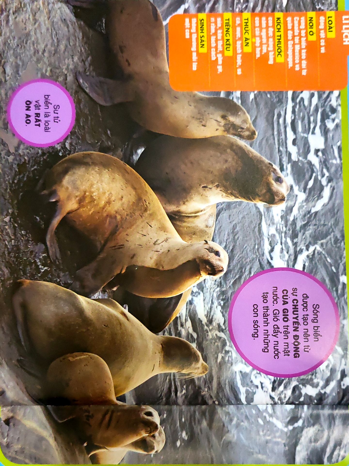 Hình ảnh thật tế sống động, chữ to rõ, trình bày bắt mắt. Thông tin hữu ích. Cách Hành văn đơn giản, dễ hiểu giúp các bé dễ tiếp thu. Rất hài lòng.