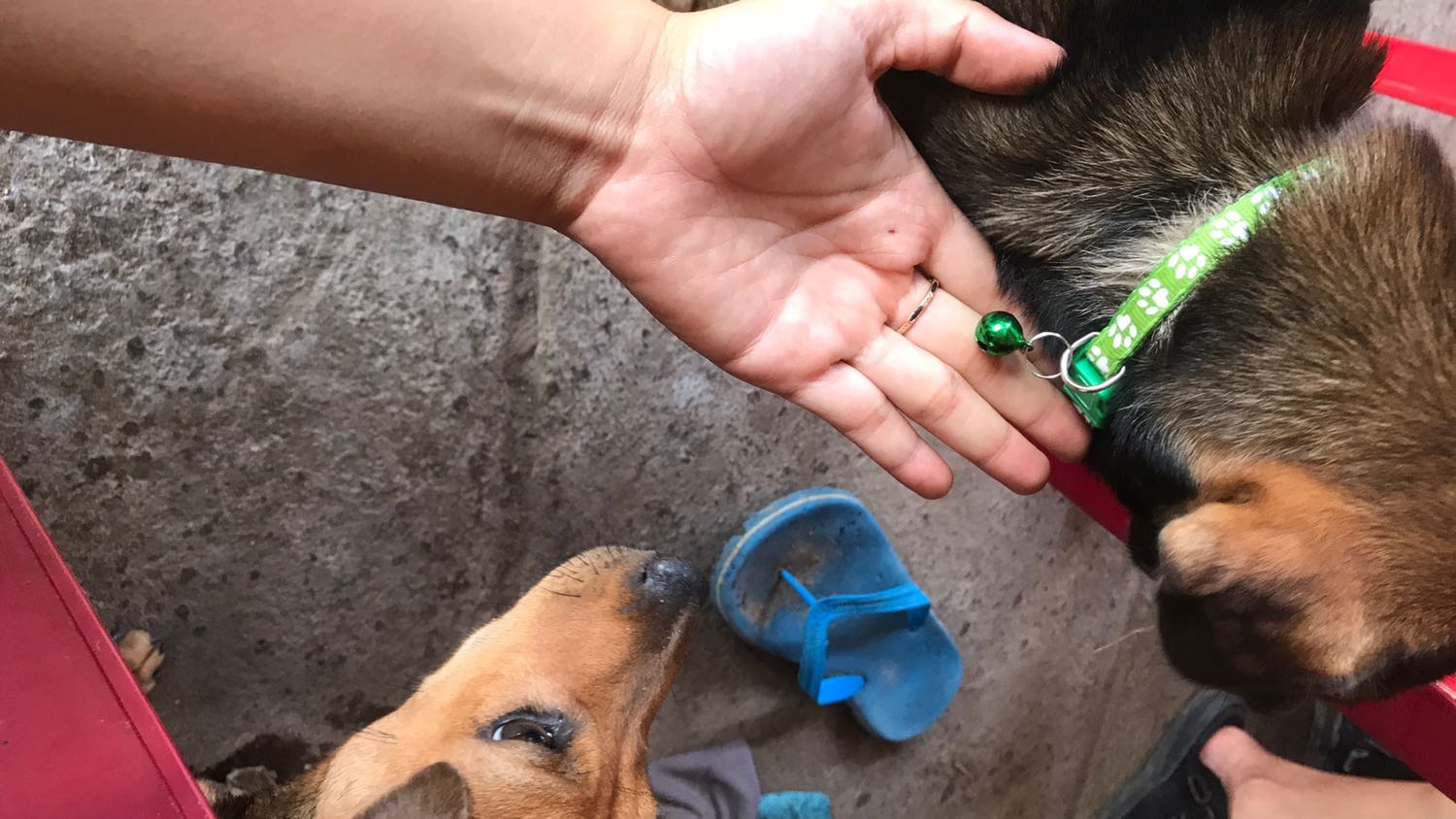 Nhà bán gia dối treo đầu dê bán thịt *** đặt mẫu này giao mẫu kia, sai mẫu sai màu sai kích thước, quá tệ