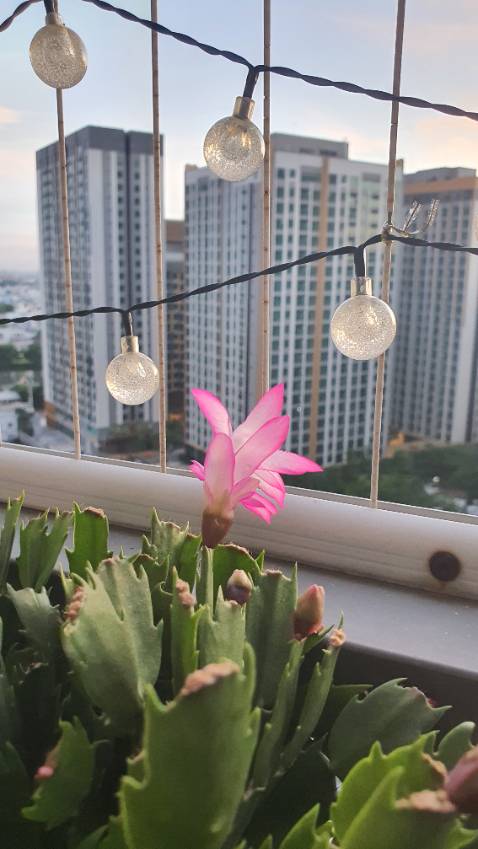 Áp lực nước mạnh