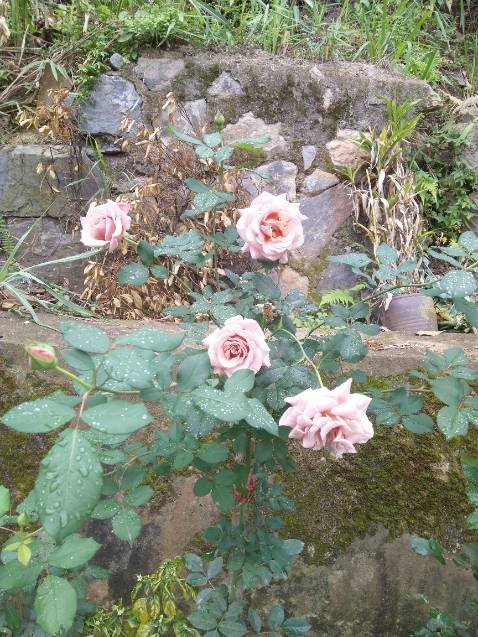 Sản phẩm chính hãng,shop đóng gói tốt, mình đã sd loại dành cho đường ruột của hãng thấy hiệu quả rất tốt nên mua thêm SP này,hi vọng hiệu quả tốt