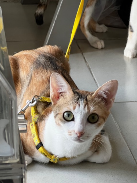 Gió mạnh, tiếng ồn vừa phải so với công suất, tóc khô không bị xơ, máy đẹp. Chộm zía