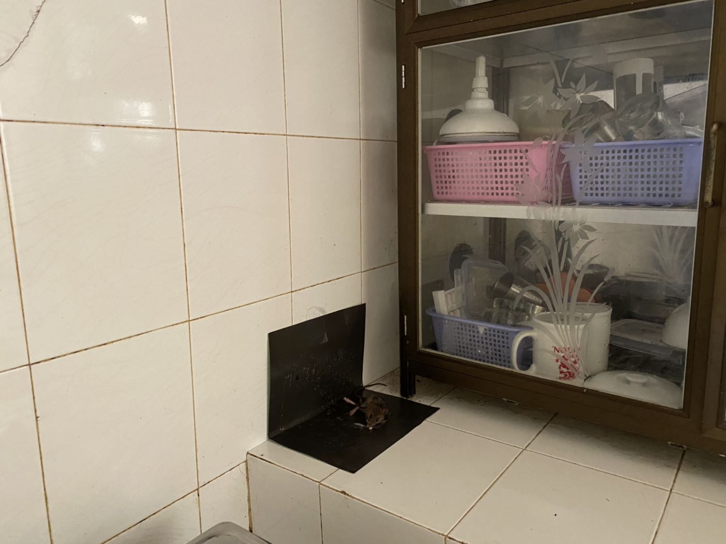 Keo dán tuyệt vời. Hôm trước dính được một con chuột nhỏ, ông xã gắp nó ra và giữ tấm bìa lại. Hôm sau lại dính được một con chuột to (trong hình chụp), thế là mình úp bìa xuống và vứt cả chuột cả bìa đi. Rất hài lòng