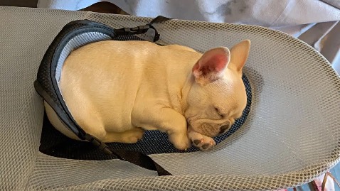 Mua cho 2 boss, khung chắc vải mềm, nhìn mặt 2boss là thấy uy tín r