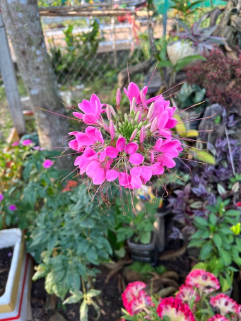 Tốt, chạy mượt Tốt, chạy mượt