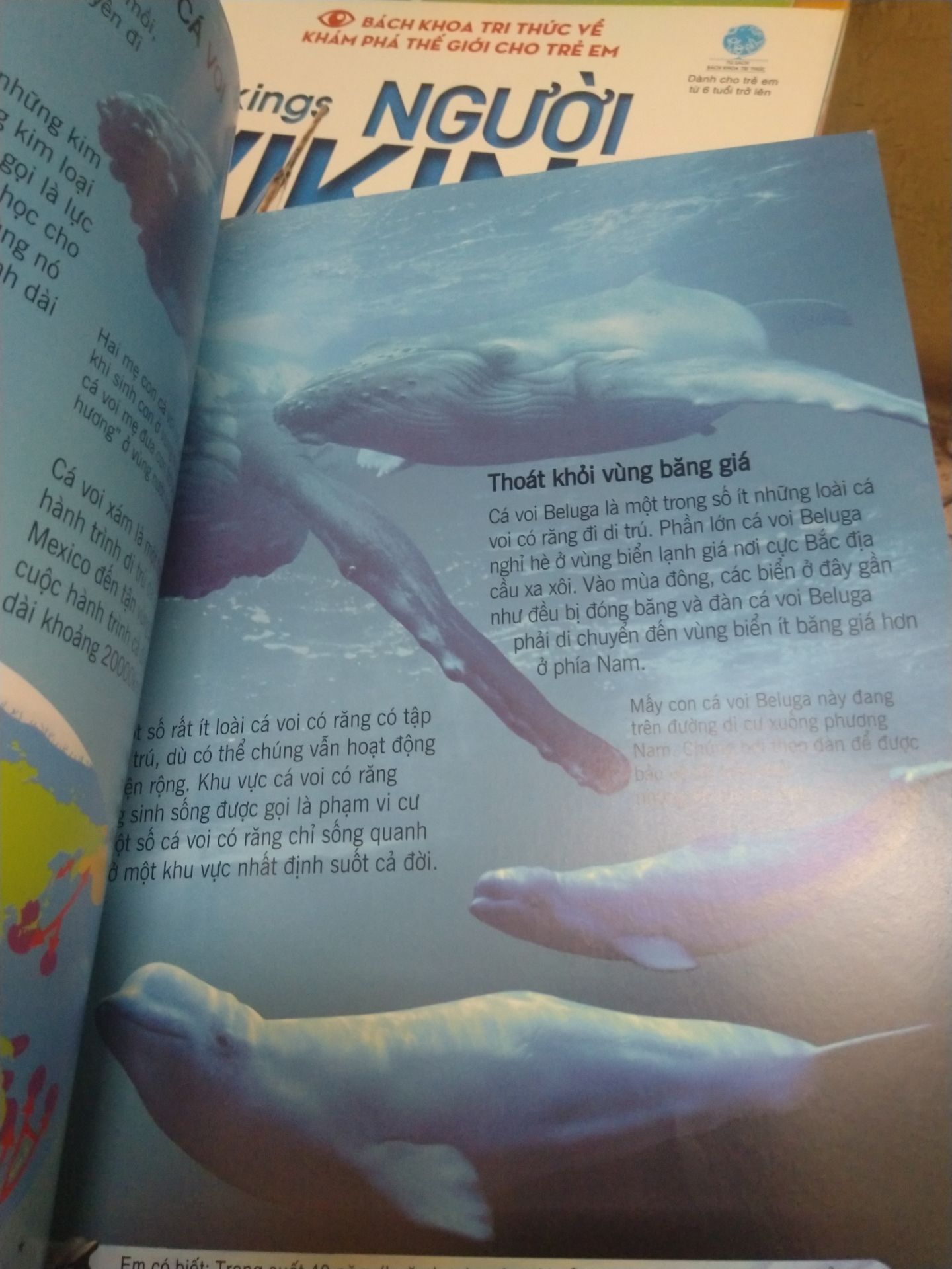 Bách khoa tri thức về cá voi cho trẻ em. Cuốn sách có nội dung phong phú, hình ảnh minh hoạ sắc nét sinh động. Tiki giao hàng nhanh chóng, đóng gói cẩn thận. Quyển sách săn được deal giá tốt.