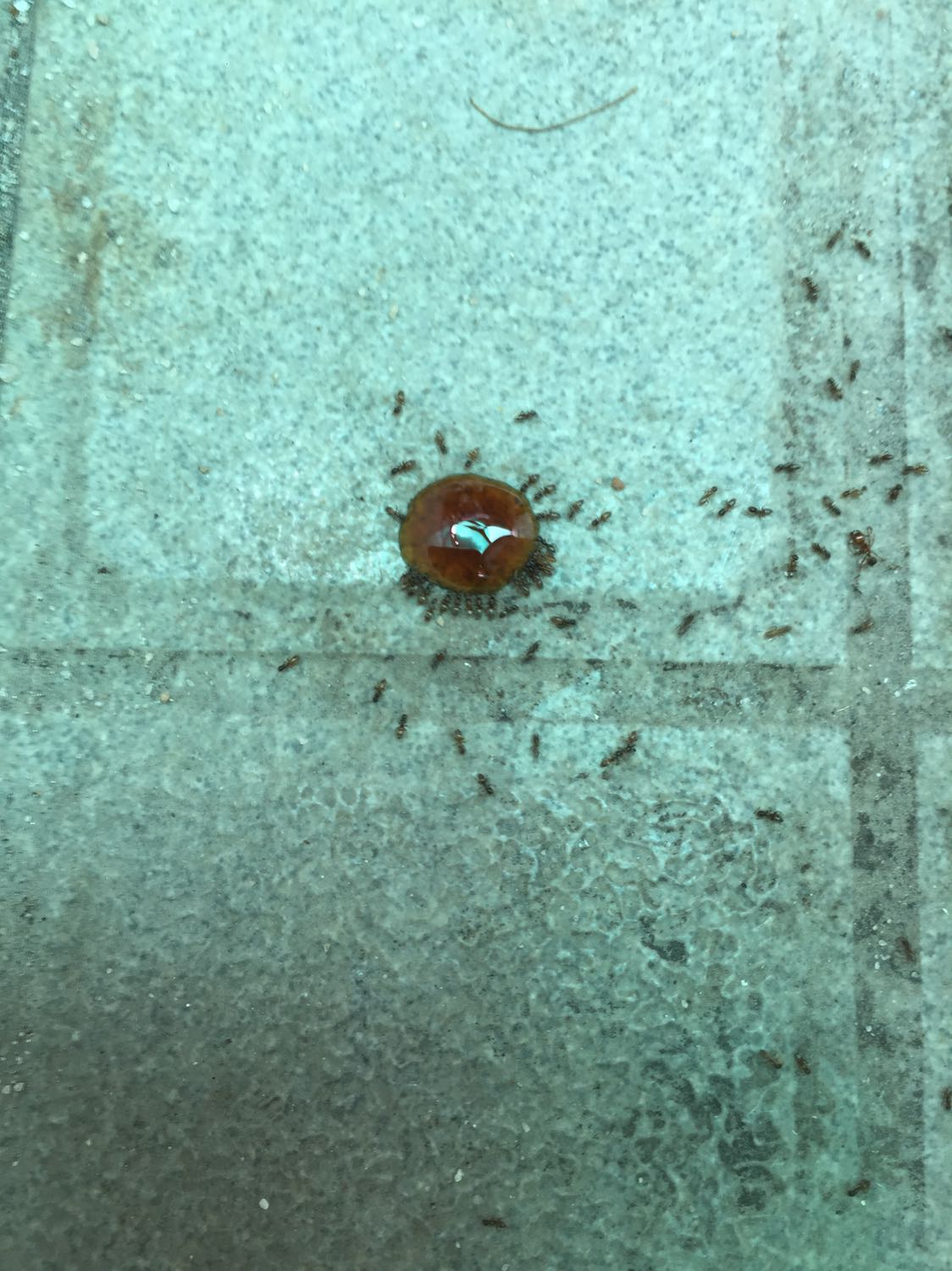 Không biết nhà bán hàng có troll người mua hàng không nữa. Quảng cáo sản phẩm như thuốc tiên vậy. Mình đã mua về sử dụng 1 tuần hết 2 chai rồi có thấy hiệu quả gì đâu, nhỏ trên đường đi kiến cũng đến ăn đấy nhưng rồi cũng bình thường như không có gì xãy ra, kiến vẫn tung tăng như ngày nào và có thấy chết con nào đâu. 
Đúng là phí tiền, phí thời gian. Đã vậy ban đầu cũng quảng cáo rầm rộ cho mấy người trong nhà là nó hay lắm, để không hiệu quả bị chửi cho 1 trận. Không biết nhà bán hàng có troll người mua hàng không nữa. Quảng cáo sản phẩm như thuốc tiên vậy. Mình đã mua về sử dụng 1 tuần hết 2 chai rồi có thấy hiệu quả gì đâu, nhỏ trên đường đi kiến cũng đến ăn đấy nhưng rồi cũng bình thường như không có gì xãy ra, kiến vẫn tung tăng như ngày nào và có thấy chết con nào đâu. 
Đúng là phí tiền, phí thời gian. Đã vậy ban đầu cũng quảng cáo rầm rộ cho mấy người trong nhà là nó hay lắm, để không hiệu quả bị chửi cho 1 trận.