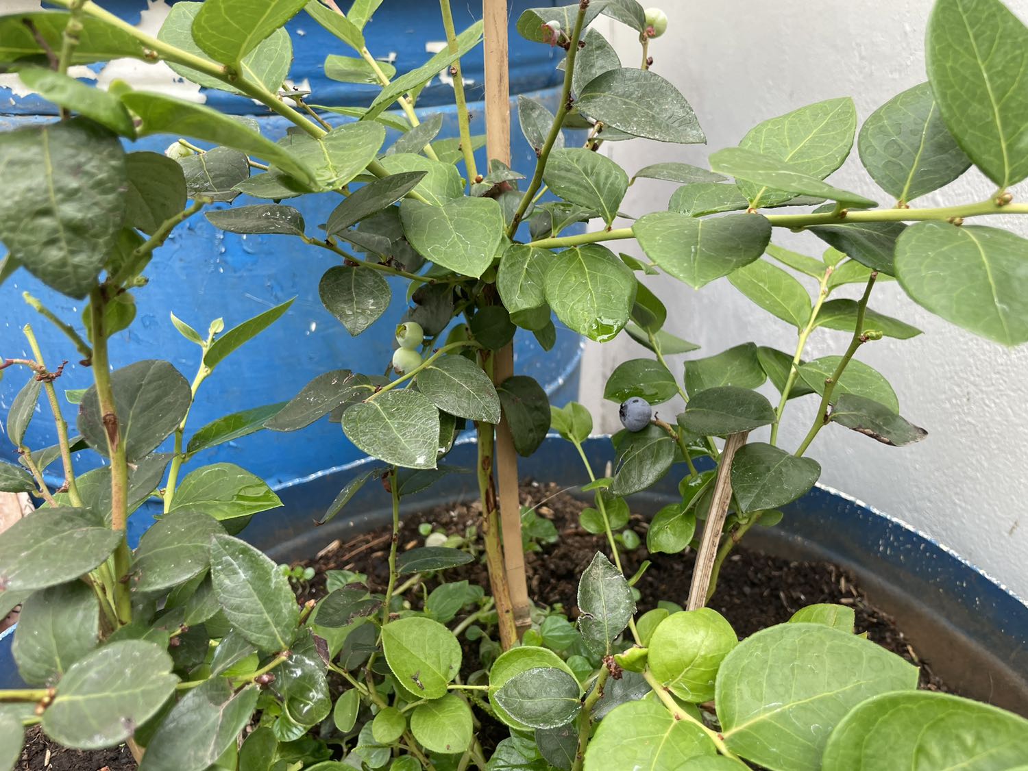 Rất tốt Rất tốt