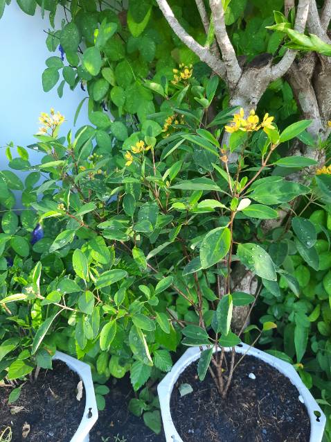 Thời gian giao hàng nhanh, đóng gói cẩn thận, đến nơi cây vẫn còn tươi xanh. Cây kim đồng hoa đẹp, nhưng ngọc nữ thì hơi nhỏ không biết khi nào mới có hoa nhưng vẫn đánh giá 5 sao. Hy vọng cây sẽ phát triển tốt cho ra hoa đẹp.