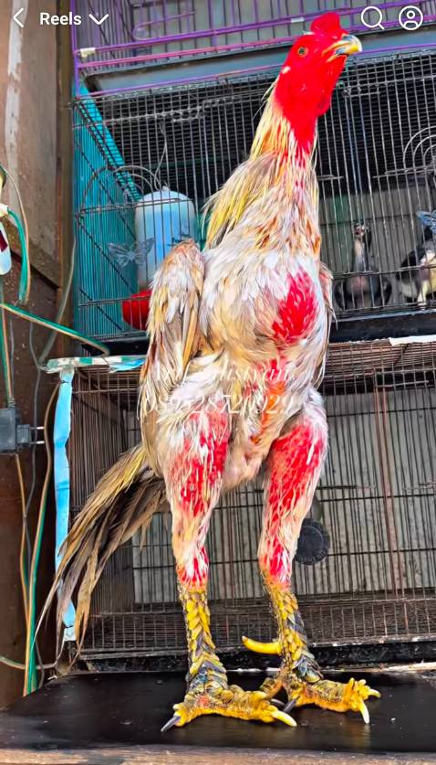 Hàng dùng tốt
Chất lượng vừa tầm giá
Chưa có vấn đề gì