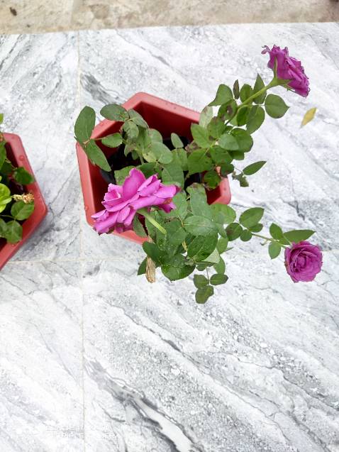 Hàng oke la ship nhanh hết.