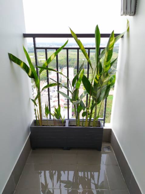 Mình mua của shop ba cây nhỏ để trồng thêm vào bụi lớn nhà mình sẵn có.