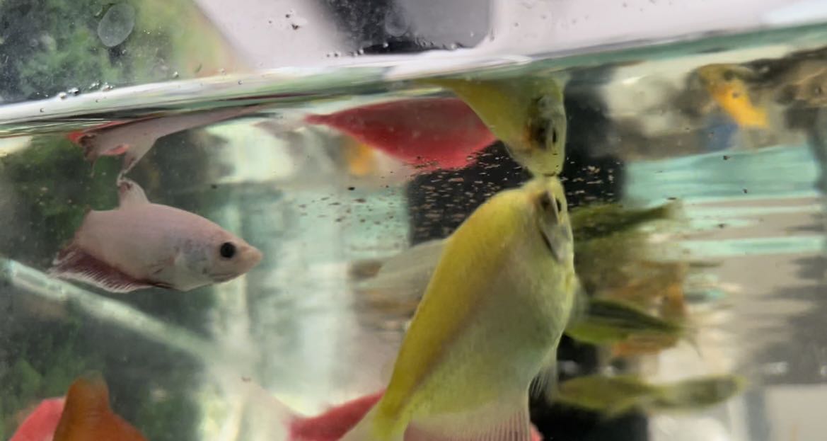 Sản phẩm bén mồi, cá đớp nhanh như chớp. Like mạnh Sản phẩm bén mồi, cá đớp nhanh như chớp. Like mạnh