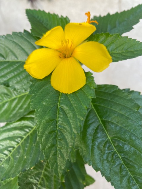 Áo phim đẹp, vải tốt, mặc rất mát và thoải mái. Mình mua nhiều lần rồi.
Tiki 2h giao hàng nhanh. Ok luôn 💐