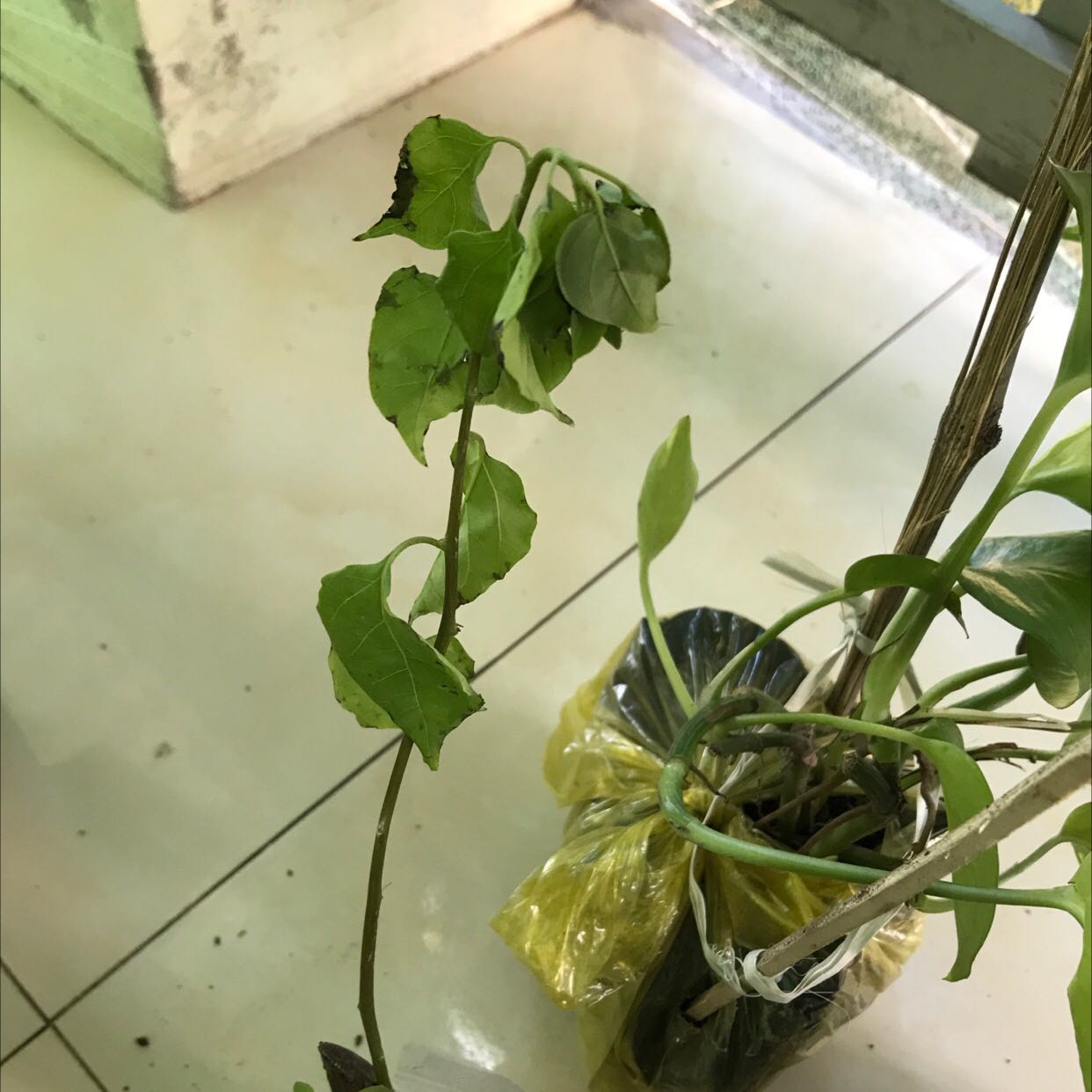Shop gửi cây gì được cái mầm héo queo sắp chết Shop gửi cây gì được cái mầm héo queo sắp chết