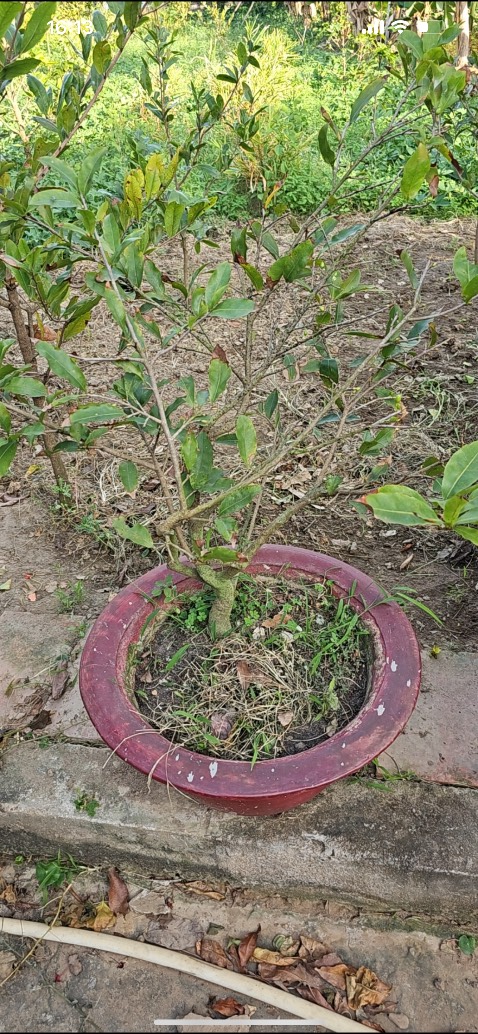 Chậu bền chắc chắn Chậu bền chắc chắn