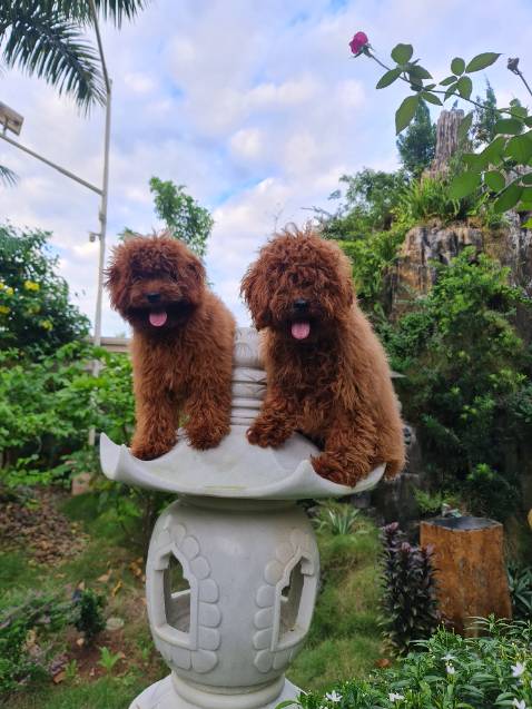 Sản phẩm tốt chất lượng cho shop 5 sao ạ !!!