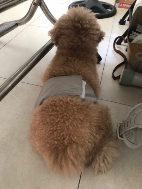 Mình ko hiểu shop nghĩ sao mà đóng gói thanh xương bò chung trong cái hộp thuốc diệt chuột (cho dù là có bọc ny *** thanh xương) . Thật sự ko dám cho *** nhà mình gặm luôn. Lỡ có gì ân hận ko kịp. Mình ko hiểu shop nghĩ sao mà đóng gói thanh xương bò chung trong cái hộp thuốc diệt chuột (cho dù là có bọc ny *** thanh xương) . Thật sự ko dám cho *** nhà mình gặm luôn. Lỡ có gì ân hận ko kịp.