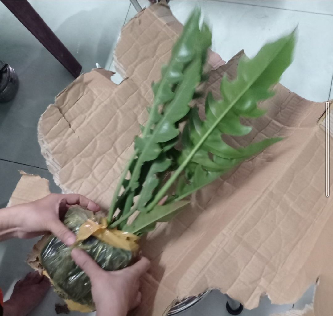 Cây siêu oke nè, đẹp, khoẻ, giao hàng nhanh, đóng gói kỹ.