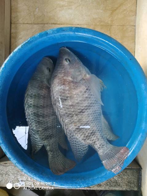 Đóng gói khá chắc chắn. Giao hàng nhanh. Chưa sd nên chưa biết chất lg. Hi vọng tốt. bền