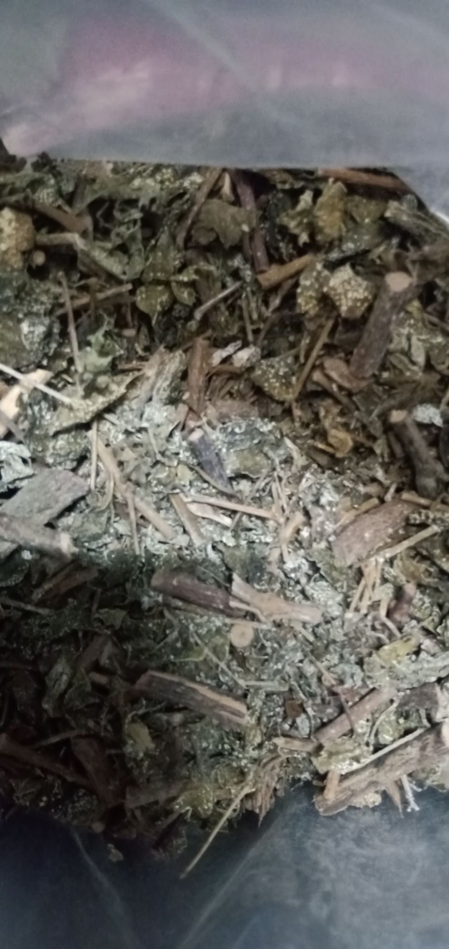 Mình nhận được hàng rồi. Sao mình thấy có phấn trắng ở lá không biết lá nó vậy hay bị mốc ạ.