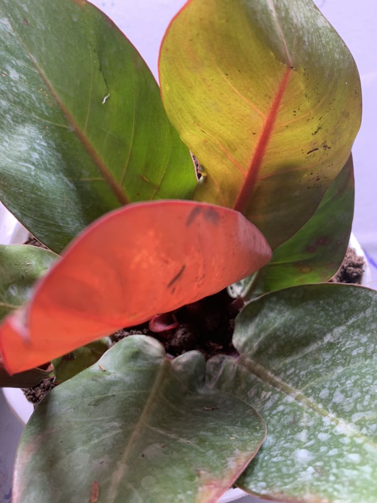 Đã nhận hàng . Shop giao hàng cực nhanh . Cây to khoẻ, hài lòng . Cảm ơn shop