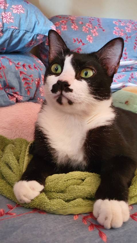 Nhà mình chỉ xài loại này vì khử mùi tốt, vón cục nhanh và ko dính chân.