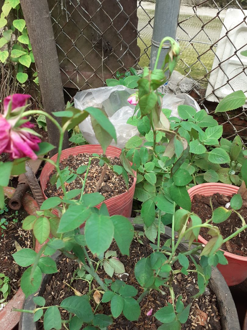 Giao hàng hơi lâu hoa ko được tươi gẩy hết mấy nụ thông cảm cho shop