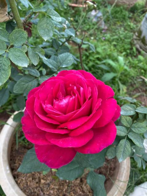 Rất ngon , chất lượng tốt, giao hàng nhanh