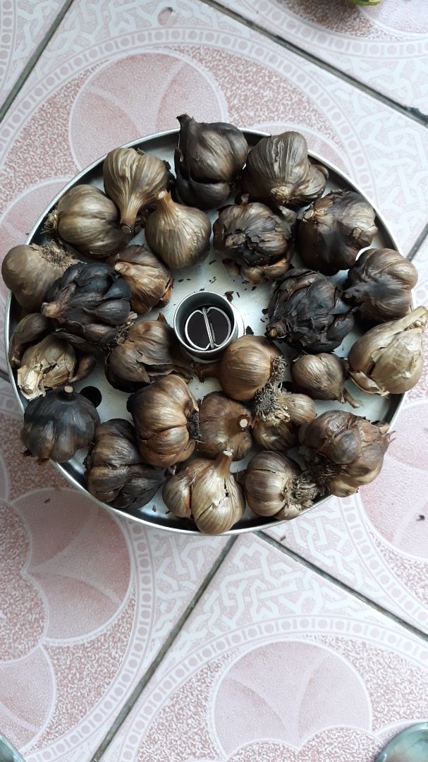 tôi làm 2 lần. cả 2 bị cháy. lần thứ nhất tỏi cô đơn 15 ngày thì cháy khét không ăn được tý nào. lần 2 tỏi nhánh 12 ngày nhưng tôi lấy sớm trước 44 giờ vẫn bị  cháy như trong hình. 
bây giờ tôi phải làm thế nào đây để cò tỏi đen ăn được.
cảm ơn