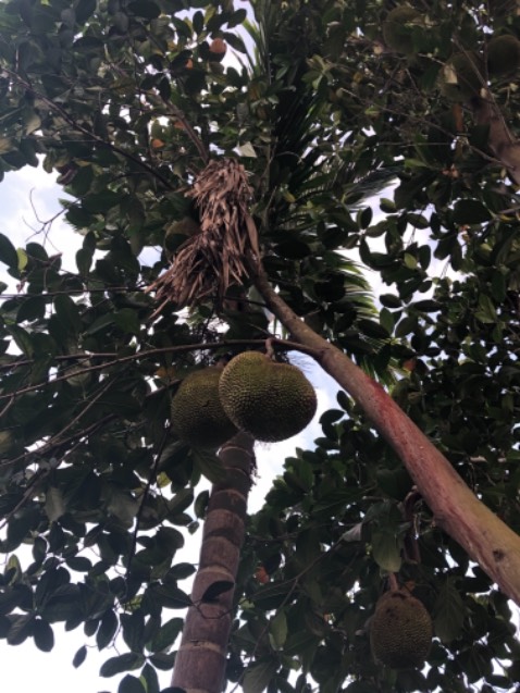 Mèo nhà tôi không sử dụng