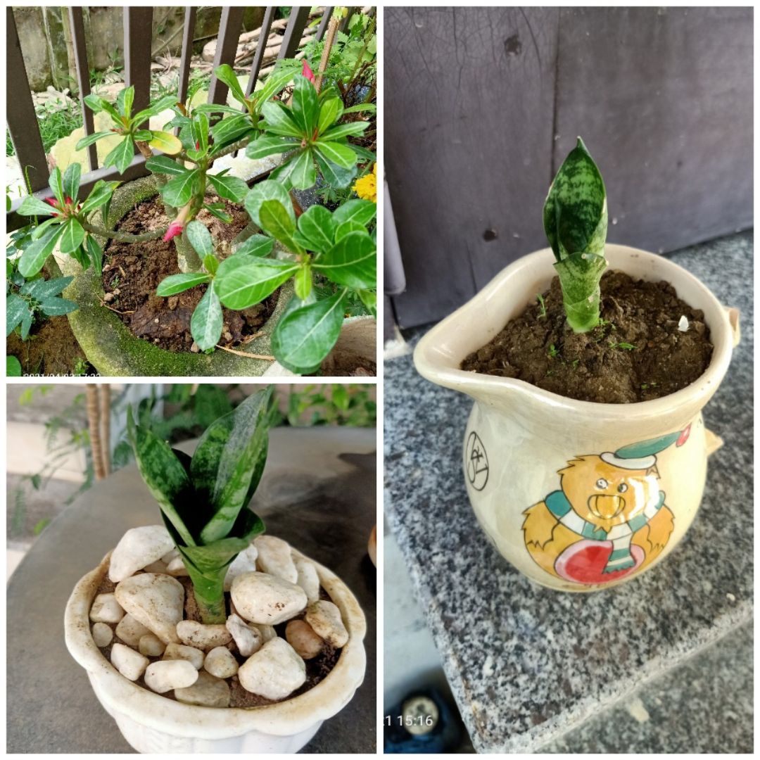 dễ thương nhưng ở ngoài chú gà nhỏ hơn tưởng tượng