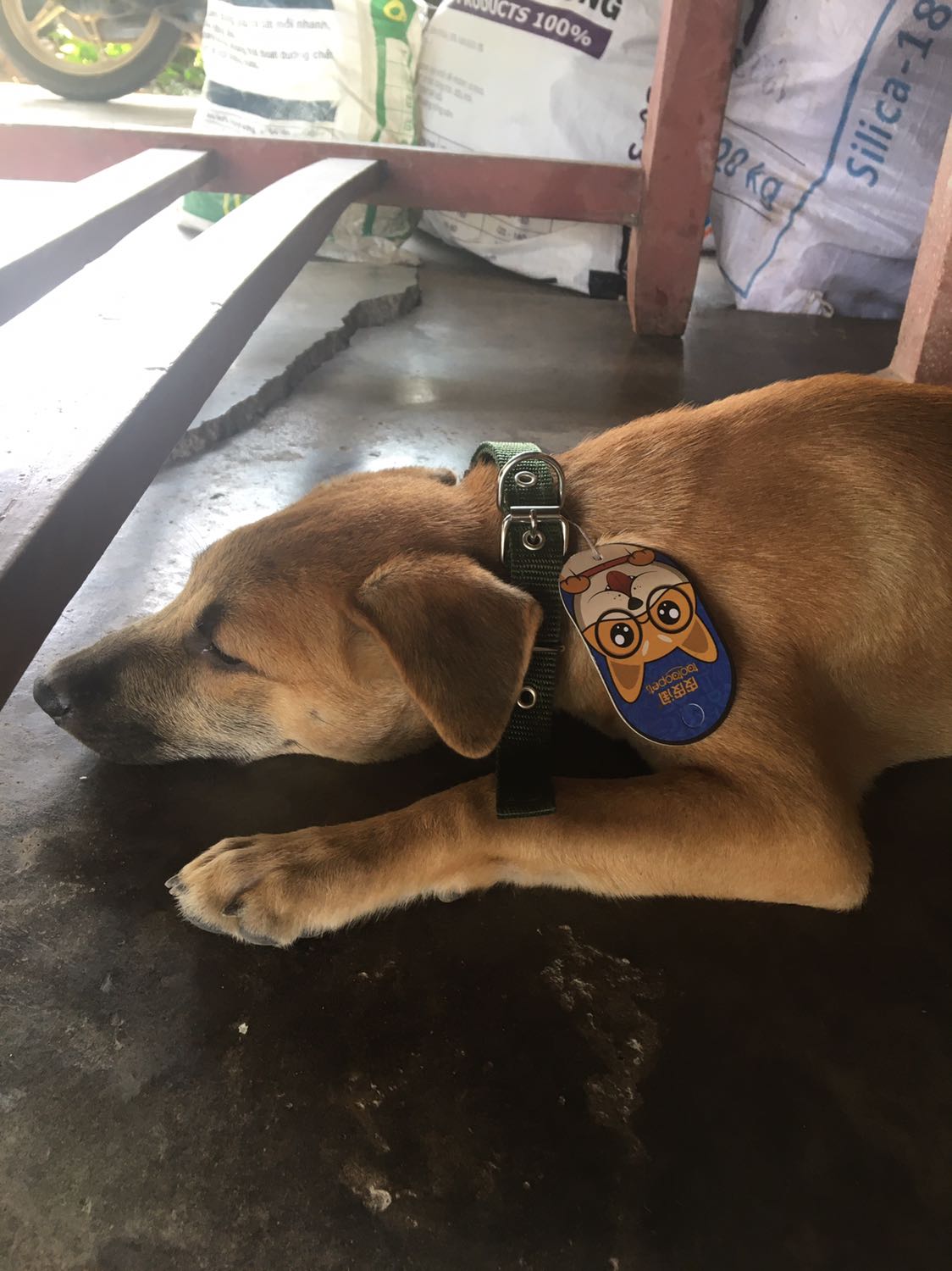 Giao hàng sớm hơn dự kiến, vòng cổ mình chọn là size S cho hai bé *** 8kg có cổ là 28-29 cm. Mình lấy màu xanh rêu, hôm nay khui ra đeo thử thì quá ưng ý luôn, có nhiều lỗ đục để thay đổi kích thước khi *** lớn lên nên không sợ bị siết cổ. Nói chung là ưng lắm !