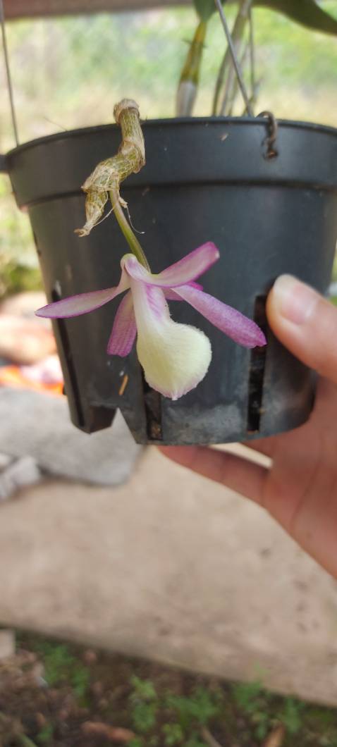 Hình ảnh mang tính chất minh họa.chứ mình mua cho mẹ mình dùng.ok