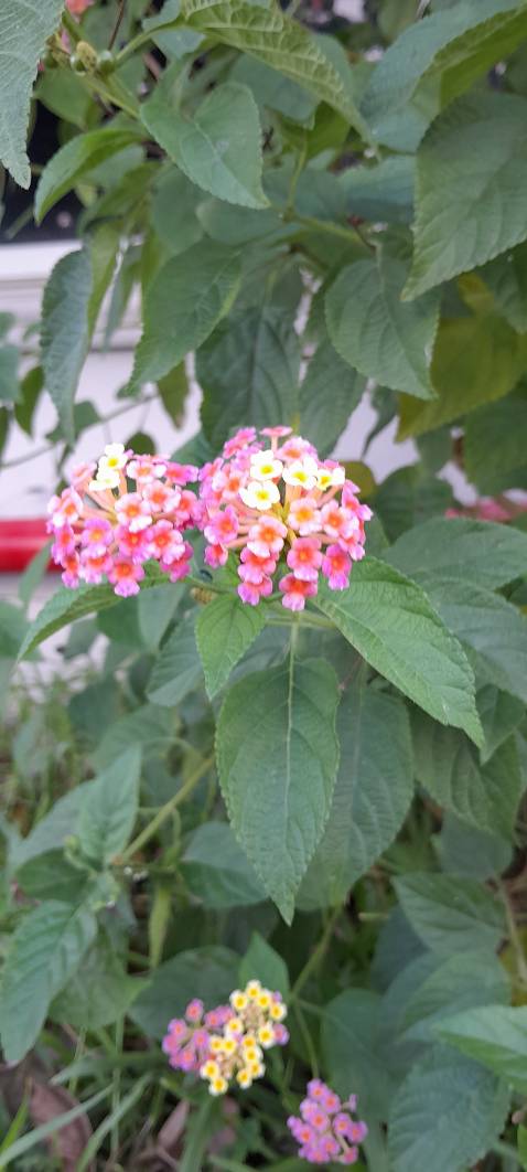 Kiểu dáng đơn giản nhưng khi mặc vào auto đẹp.chất vải mềm, mặc thoải mái