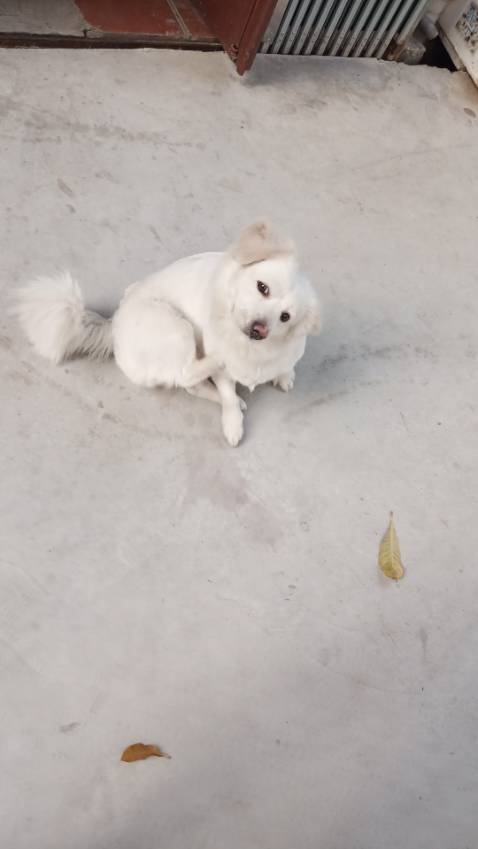 Vải chất liệu thoáng mát, kiểu mẫu giống ảnh nhé 5 sao