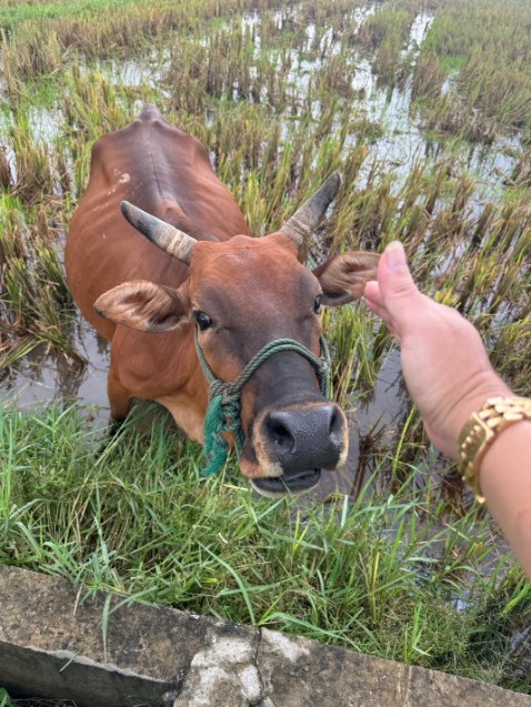 Sản phẩm chắc chắn,hàng nguyên đai nguyên kiện do Trung Quốc sản xuất vẫn cái tầm hơn hẳn vn,rất hài lòng cảm ơn shop