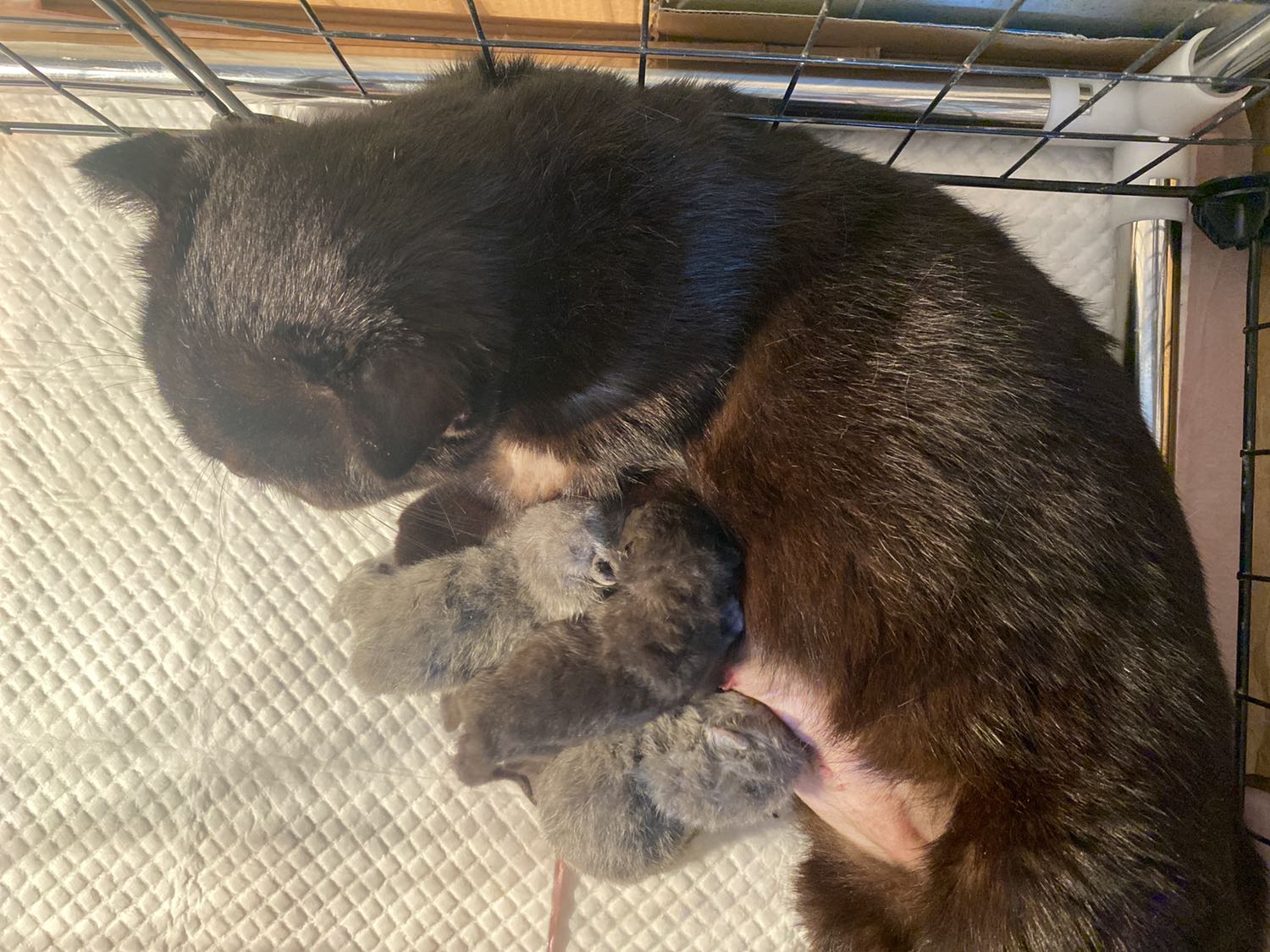 Mấy mèo nhà mình rất kén ăn mà lại cực thích Hạt Cat’s Eye này 😂😂 mà đi phân cũng k thúi nữa chứ 👍👍
Rẻ ngon tốt sức khoẻ 🥰